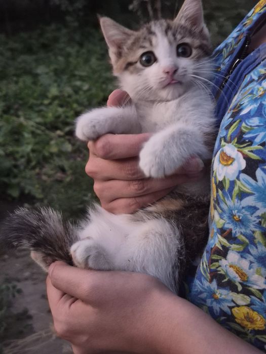 Бесплатно отдаём котёнка девочку в добрые руки