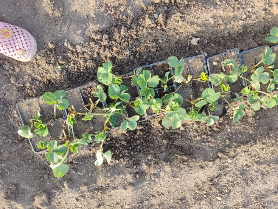 Рассада клубники сортовая