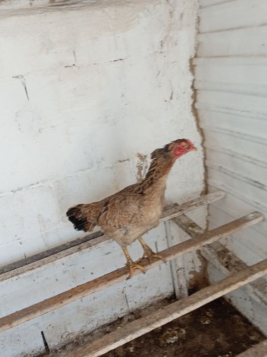 Продам курицу несётся