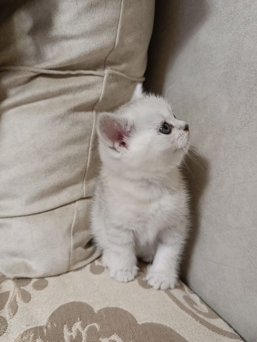 Продам котёнка Британский вискас