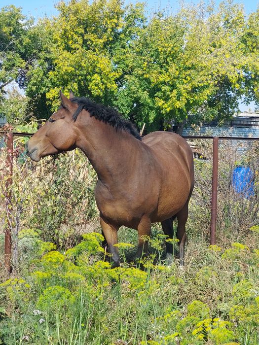 Продам кобылу англ