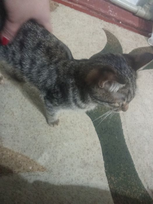 Отдам котенка мальчика