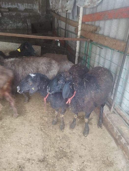 10 БАС Қозылы қойлар бар