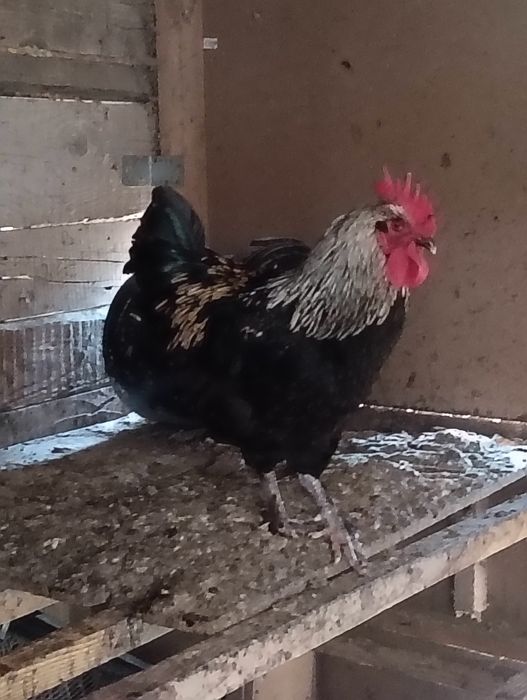 Cocosi de rasa Marans