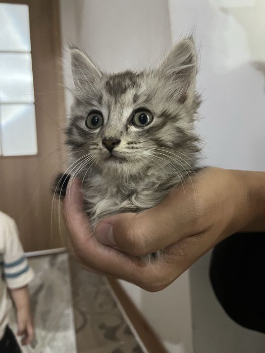 Сібір мысығы немесе Maine coon