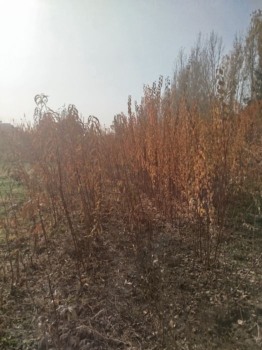 Нихол кучатлари сотилади пайванди