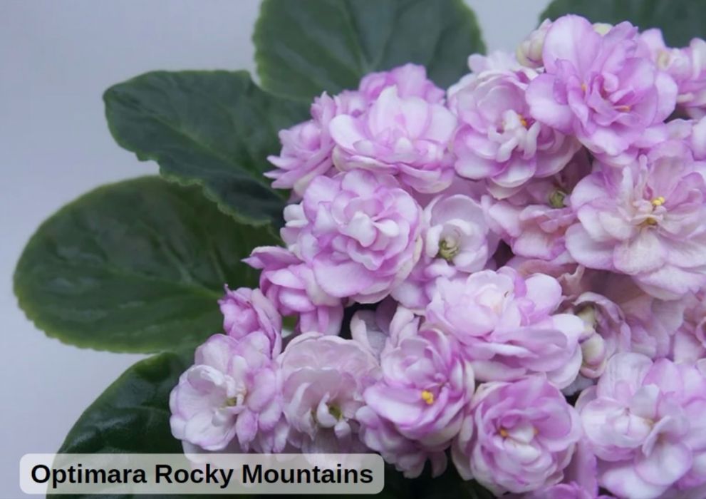 Продам свежесрезанный лист фиалок- 200тг. Цветущие фиалки- 1500тг.