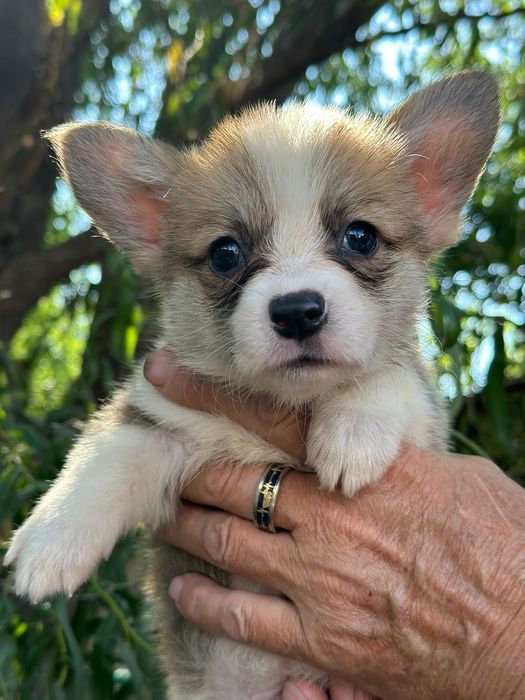 Вельш корги пемброк рыжего окраса