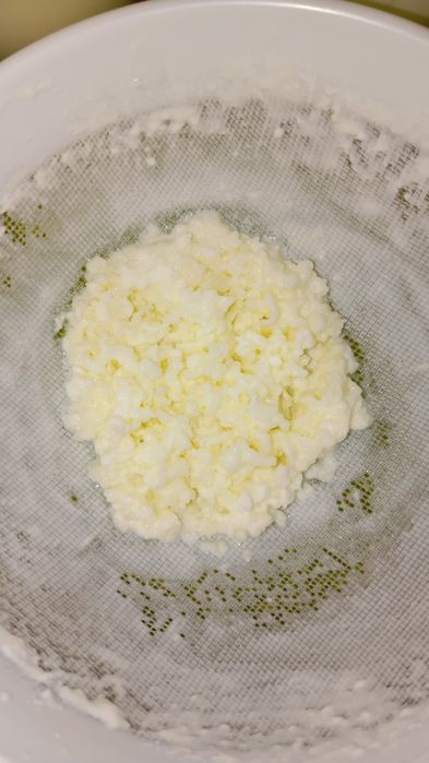 Ciupercă de kefir/chefir - 20 lei porția. Ridicare din București, sect