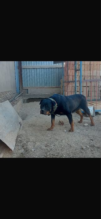 Ротвейлер для вязки