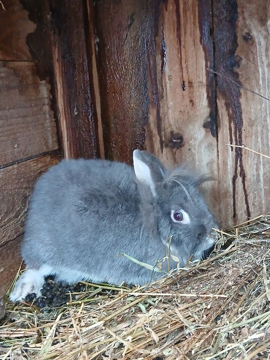 Vând sau schimb 3 iepuri cap de leu pitic!
