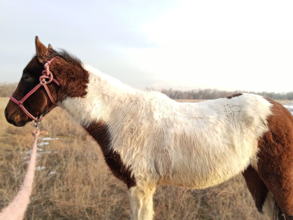 Дөнен шығар жылқы ат жеребец