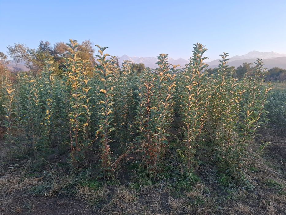 Продам саженцы сорт золотой