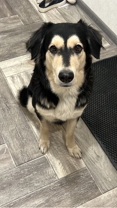 Собаки в добрые руки