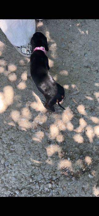 Мини Дакел. Mini Dachshund