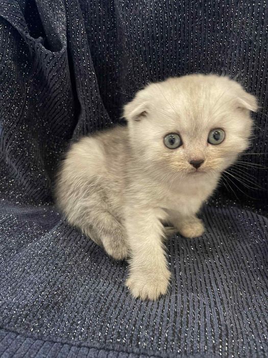 Шотландска клепоуха (Scottish Fold) – сребърна чинчила