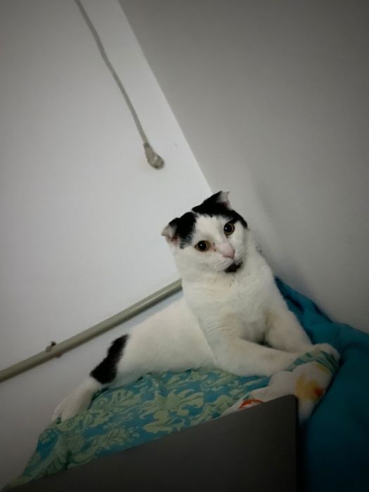 Отдам кота в добрые руки