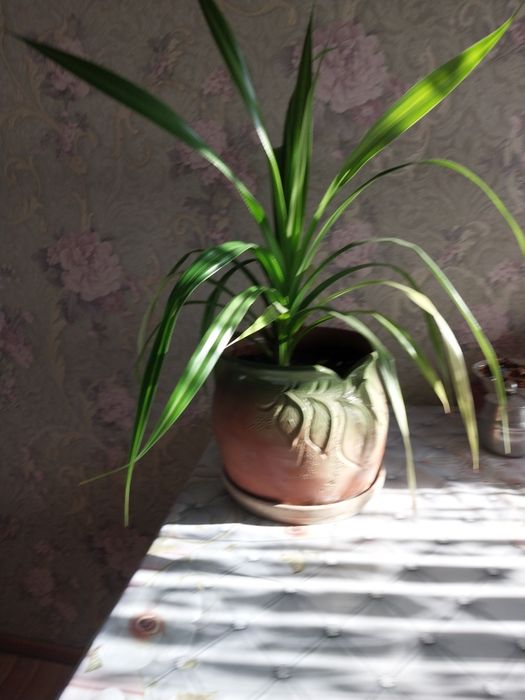 Продам комнатный цветок панданус
