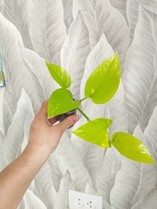 Цветы  Филодендрон, сциндапсус монстера