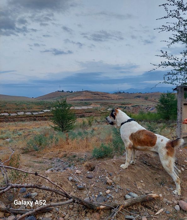 Алабай               .