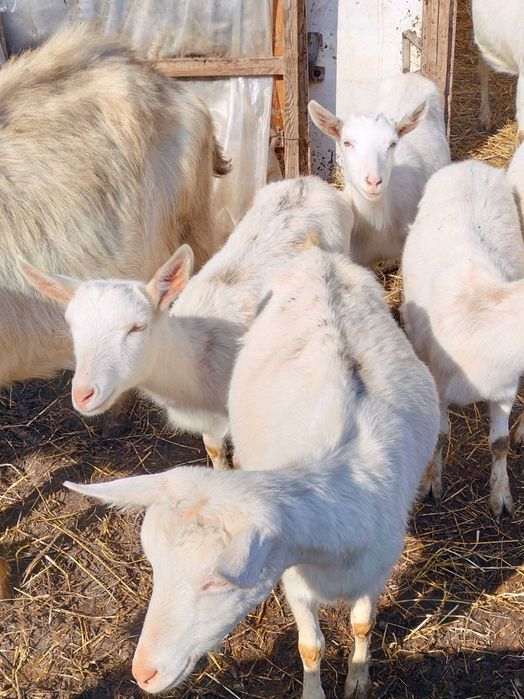 Vând ieduțe Saanen