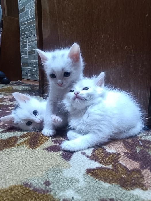 Котята ждут вас!