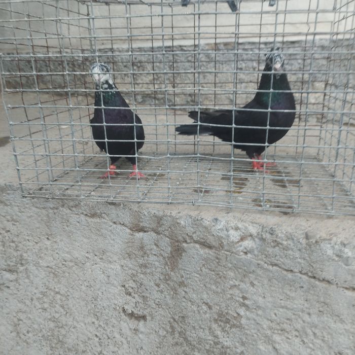 Рябагаловые чубати пара гатовый