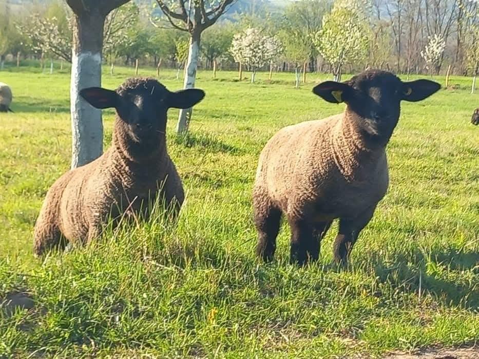 Miei  de vanzare pentru Paște