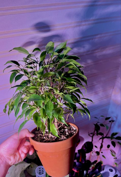 Карликовый Фикус Кинки