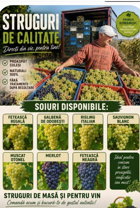 Vand struguri de vin