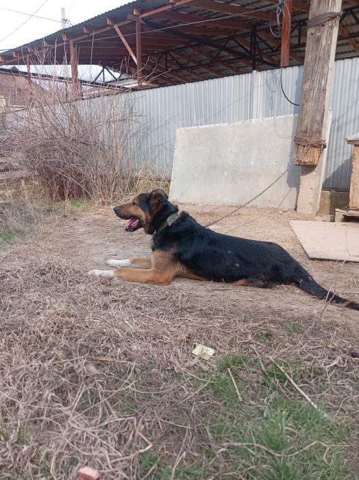 Отдам даром Овчарка