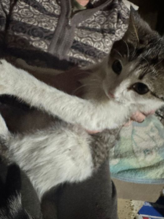 Отдам котят мальчики, девочки в добрые руки