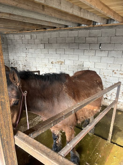 Буаз жас бие сатылады