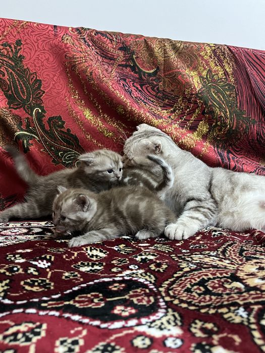 продаем породистых котят