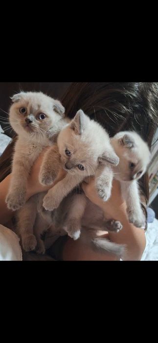 Продавам породисти котенца