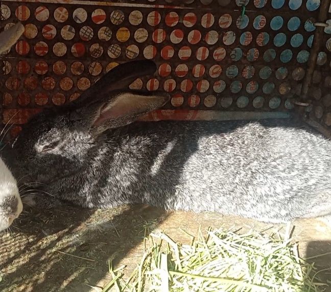 Қойан қойан қойан