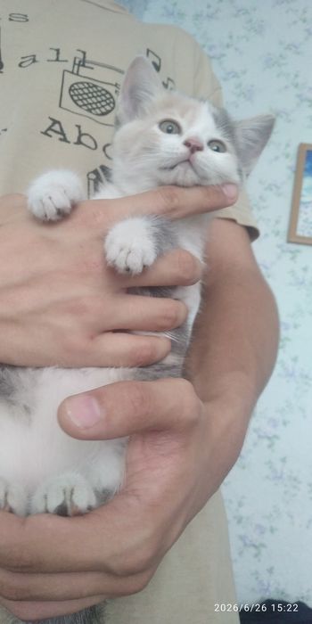 Котенок девочка трехцветка