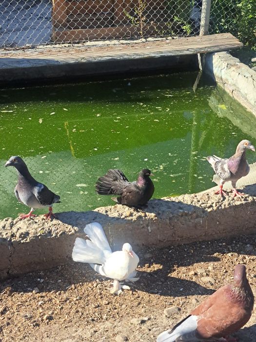 Vând porumbei pescăruși chinezești