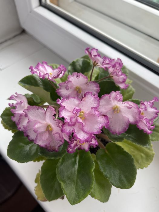 Продам цветущие сортовые фиалки