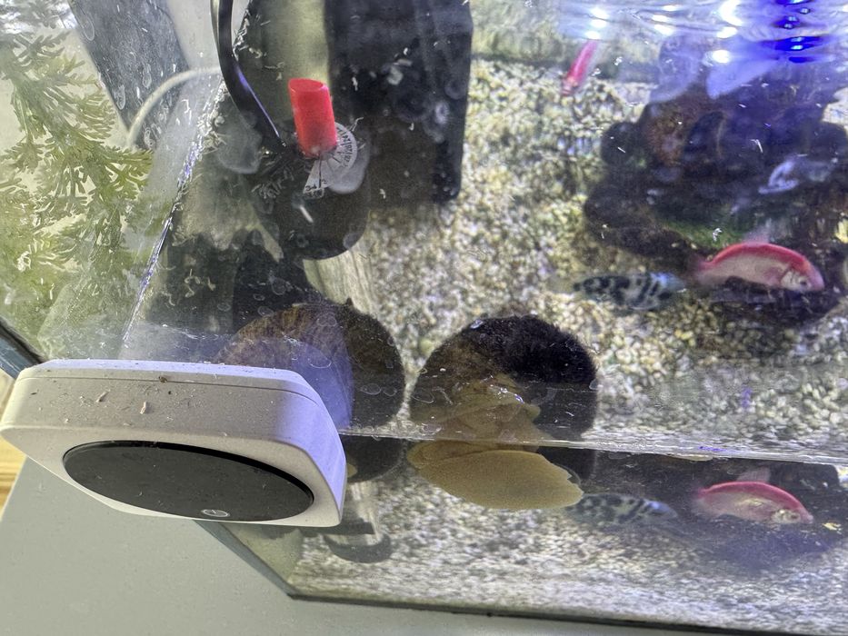 Аквариум с рыбками