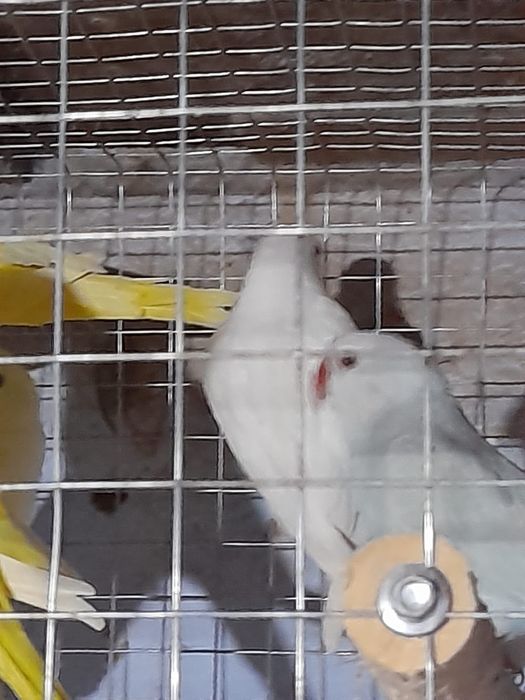 Papagalii Micul Alexandru