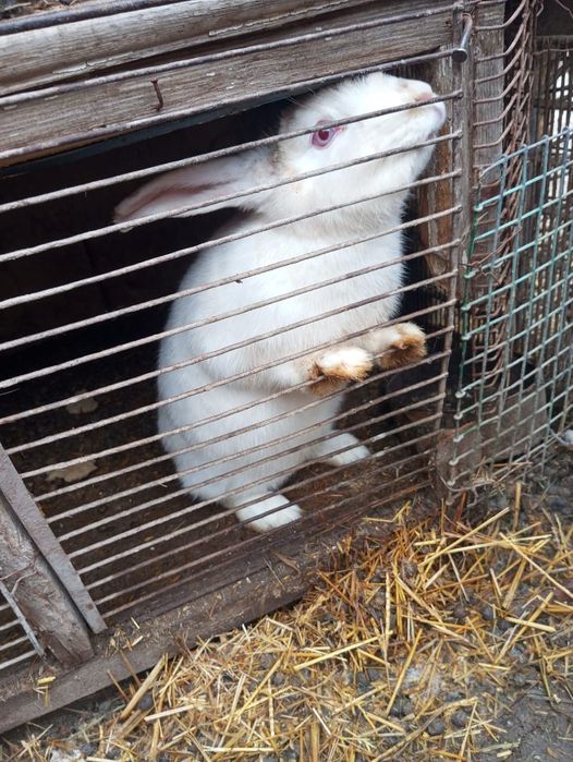 Кролики срочно продам всем вопросы на этот номер