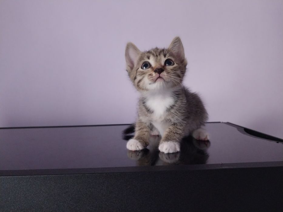 Отдам даром котят