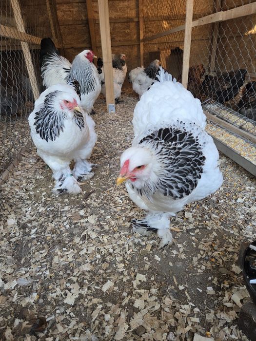 Familie Brahma Hd 4+1