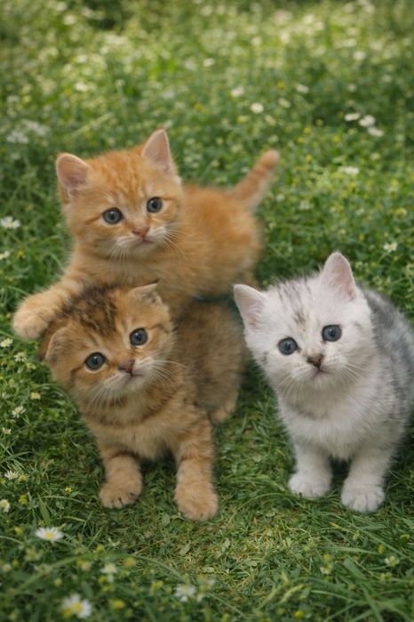 Милые шотландские котята — редкие окрасы, мальчики и девочка