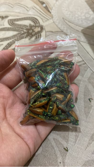 Емдік алтын қоңыз