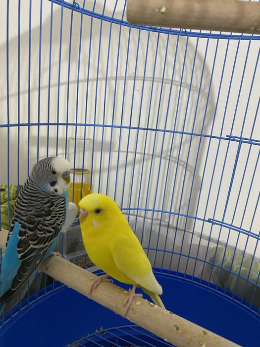 Продам попугай  , 2