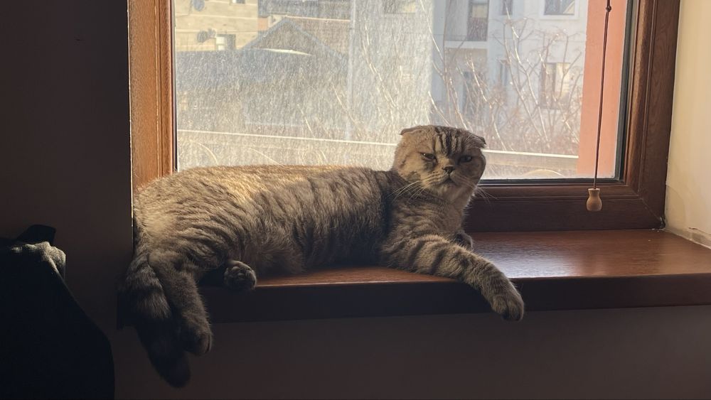 Вислоухий Шотландец