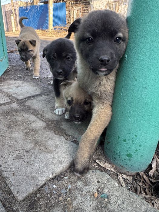 Отдам щенков в хорошие руки