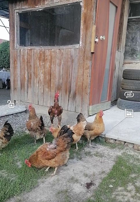 Продам кучинских кур
